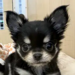 【 チワワ 】生後2ヶ月！靴下を履いた犬！人懐っこい甘えん坊ガール