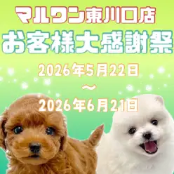 【 お客様大感謝祭 】東川口店に在店中のワンちゃん達をご紹介！