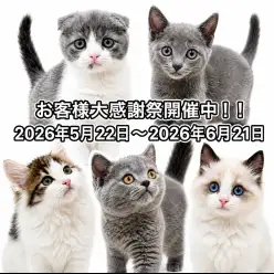 【 お客様大感謝祭 】港北NT店の猫ちゃんご紹介！