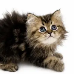 【 ペルシャ 】究極な甘えん坊！ゴールデンカラーの猫の王子様