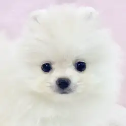 【 ポメラニアン 】動く綿あめ!華やかさ抜群の爆毛ポメラニアンちゃんが仲間入り!