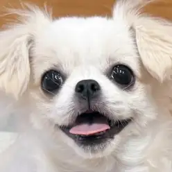 【 チワぺキ 】社交性抜群な唯一無二のMIX犬!マイブームやお散歩デビューに迫る