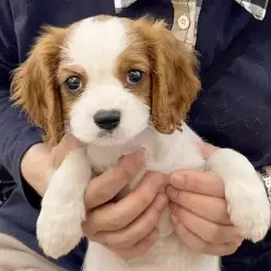 【 お迎え後無料相談風景 】卒業生キャバリアのロビンちゃんの甘噛みのしつけ相談