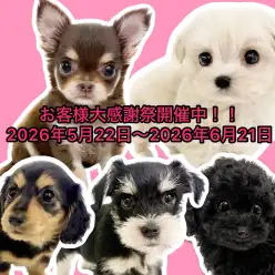 【 お客様大感謝祭 】北戸田店に在店中のワンちゃん達をご紹介！