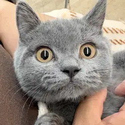 【 ブリティッシュショートヘア 】生後4ヶ月!懐っこく甘えん坊な子猫の成長記録
