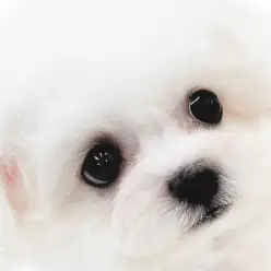 【 ビションフリーゼ 】純白の被毛に身を包んだアフロ犬！ミニビションの女の子！