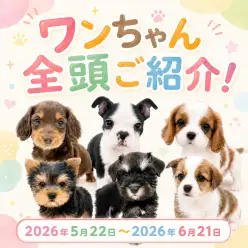 【 お知らせ 】お客様大感謝祭開催！マルワン板橋志村坂下店のワンちゃんをご紹介！