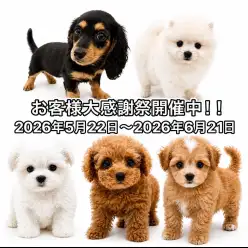 【 お客様大感謝祭 】港北NT店のワンちゃんご紹介！