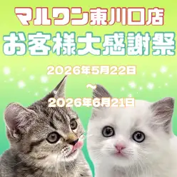 【 お客様大感謝祭 】東川口店に在店中のネコちゃん達をご紹介！