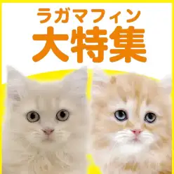 【 ラガマフィン特集 】6/11現在在店中のゴージャスにゃんこ!最新動画付き!