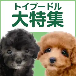 【 トイプードル特集 】6/11現在在店中の大人気犬種!最新動画は必見!