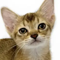【 ソマリ 】ギャップ度No1？筋肉質でクールかつ超甘えん坊な美猫降臨！