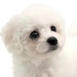 【 ビションフリーゼ 】モフモフ界の天使！抱っこできるわたあめちゃんです！