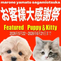 【 お知らせ 】お客様大感謝祭残り3週間！下丸子店在籍中わんにゃんを一挙ご紹介！