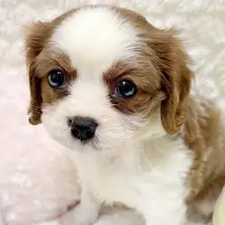 【 キャバリア 】穏やかな性格で初めての方にもおすすめなキャバリアの子犬が登場！
