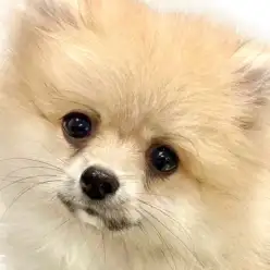 【 ポメラニアン 】クリームセーブル色のふんわり毛を維持！日々のケアに密着！