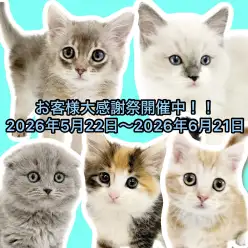 【 お客様大感謝祭 】北戸田店に在店中のネコちゃん達をご紹介!