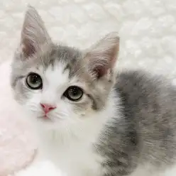 【 マンチカン 】今日の鶴ヶ島子！優しい性格の子猫とのんびり暮らしたい方へ