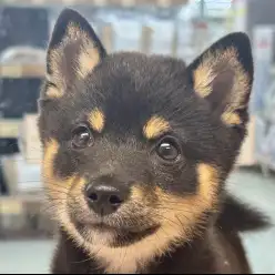 【 豆柴 】お家メンテで美ボディキープ!漆黒が輝く小柄なレディ!!