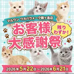 【 お知らせ 】お客様大感謝祭残りわずか!鶴ヶ島っ子の子猫最新情報お届け!