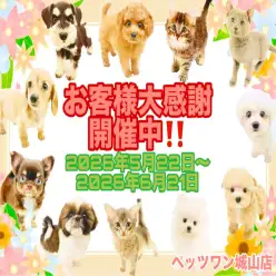 【 お知らせ 】すでに数組のご家族がお迎え!残り10日!大感謝祭開催中!