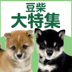 【 豆柴特集 】6/25現在在店中の和犬代表犬種の豆柴特集！最新動画は必見！