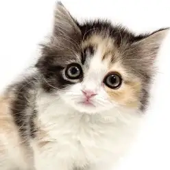 【 サイベリアン 】唯一無二のカラーにご注目！存在感抜群の三毛猫がやってきた！