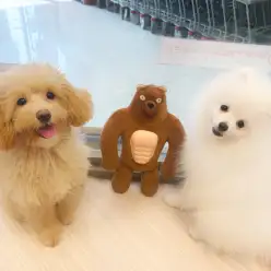 【 社交性 】大人気ムキムキくまさんと遊ぼう!まるぷぅとポポちゃん!