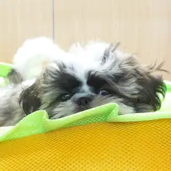 【 シーズー 】これがホントのホットドッグ?!シーちゃんのお気に入りベット!