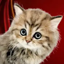 【 ペルシャ 】猫の王様降臨！華やかでゴージャスなチンチラゴールデン！