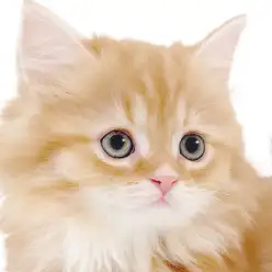 【 マンチカン 】超短足のゴージャスボディ！目ヂカラ最強の甘えん坊ニャンコ！