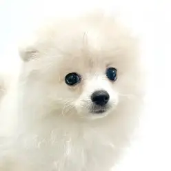 【 ポメラニアン 】お迎え前に知りたいシャンプーのポイント