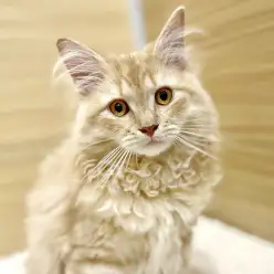 【 サイベリアン 】猫との時間を大切にしたい方へ人懐っこい男の子!