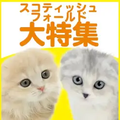 【 スコティッシュフォールド特集 】7/9現在在店中の垂れ耳丸顔にゃんこ特集！