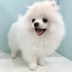 【 ポメラニアン 】猿期ってなに？子犬の時期しか見られない貴重な姿をご紹介！