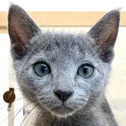 【 ロシアンブルー 】鮮やかなブルーが映える美形で甘えん坊子猫が東川口店に到来！