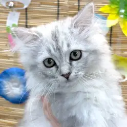 【 ラガマフィン 】甘えん坊注意報!中身は犬!?人が大好きなラガマフィンちゃん!