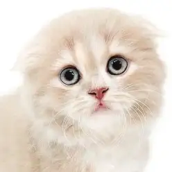 【 スコティッシュフォールド 】癒し度100%!人懐っこい子猫をお探しの方必見!
