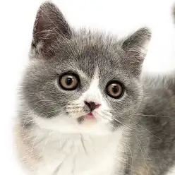 【 ブリティッシュショートヘア 】ダイリュートキャリコは唯一無二!激甘猫が到来!