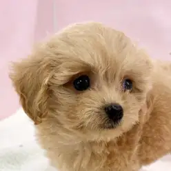 【 MIX 】チワワ×トイプードルのミックス犬がマルワン志村坂下店に登場です！