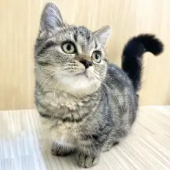 【 ミヌエット 】短いあんよが今日も全開！志村坂下店のミヌエットちゃんをご紹介！