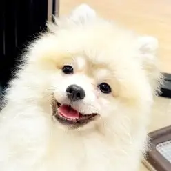 【 ポメラニアン 】お迎え後を想像!ポメちゃんとの楽しい暮らし