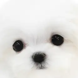【 マルチーズ 】可愛いお顔と表情が特徴！絶大な魅力がある子犬の笑顔をご覧あれ！