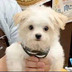 【 鶴ヶ島店アフターサポート 】叱り方&正しいしつけの仕方実演