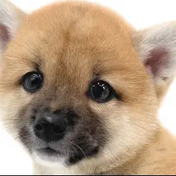 【 柴犬 】 これぞ赤柴の王道スタイル！あどけなさと凛々しさの和柴美人が登場