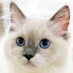 【 ラグドール 】可愛さとカッコよさを併せ持つ甘えん坊な美猫が埼玉浦和に登場
