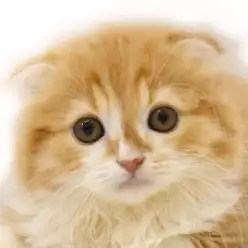 【 スコティッシュフォールド 】プレミアムキャットのたれ耳に夢中！
