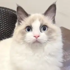 【 ラグドール 】抱っこ好きに成長中！猫とイチャイチャしたい人集まれ！