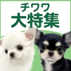 【 チワワ特集 】7/9現在在店中のチワワちゃん特集!最新動画は必見!