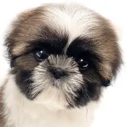 【 シーズー 】愛好家必見！ぺちゃ顔お姫様の飼いやすさと人気の秘密に迫ります！